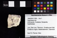 Foto (Objket + Etiketten) von Gastrosacus sp. 